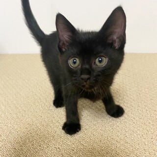 3匹兄妹❤︎おしゃべり大好き♡みたらしちゃん