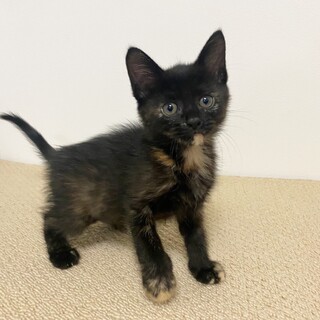 3兄妹❤︎おしゃれなサビ模様♡よもぎちゃん