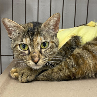 麦わら♀ジェマ⭐︎人慣れ訓練中⭐︎