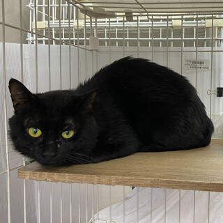 シリウス⭐︎黒猫⭐︎怖がりボーイ⭐︎猫好き