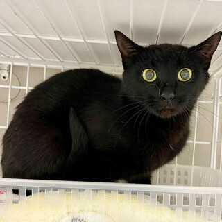 おっとりさん⭐︎黒猫⭐︎ルミー1歳