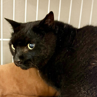 ちょっぴり怖がりな黒猫シニア⭐︎ミミ太12歳