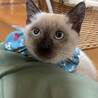 【必見】ヤンチャで超かわいい「シャム風」子猫です！ サムネイル2