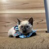 【必見】ヤンチャで超かわいい「シャム風」子猫です！ サムネイル4
