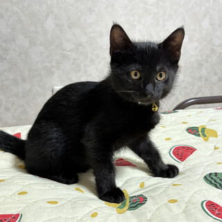 甘えたい兄妹たち・碧音（あおと）くん