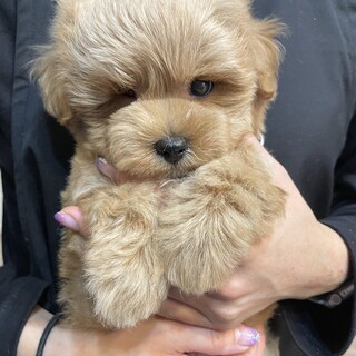 素敵なご家族様にお迎え頂きました(⁎ᴗ͈ˬᴗ͈⁎)