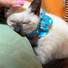 【必見】ヤンチャで超かわいい「シャム風」子猫です！ サムネイル3