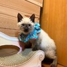 【必見】ヤンチャで超かわいい「シャム風」子猫です！ サムネイル5