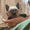 【必見】ヤンチャで超かわいい「シャム風」子猫です！ サムネイル6