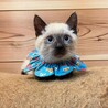 【必見】ヤンチャで超かわいい「シャム風」子猫です！ サムネイル7