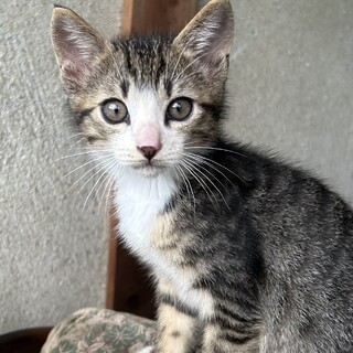 ボブテイルの活発なキジ白♂