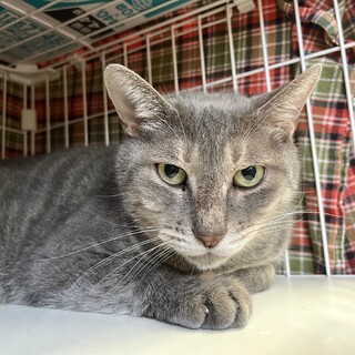 凛々しいお顔のなでなで好き『ぴー太』