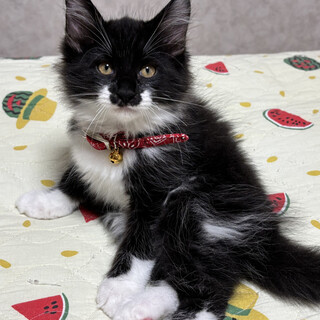 甘えたい兄妹たち・快音（かいと）くん