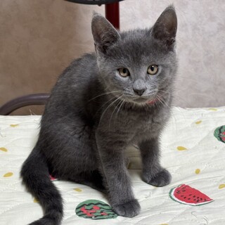 甘えたい兄妹たち・花音（かのん）ちゃん