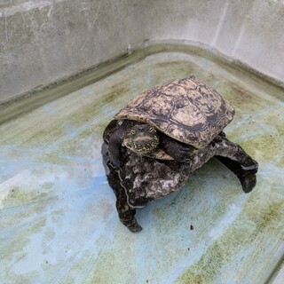 クサガメ 13歳です