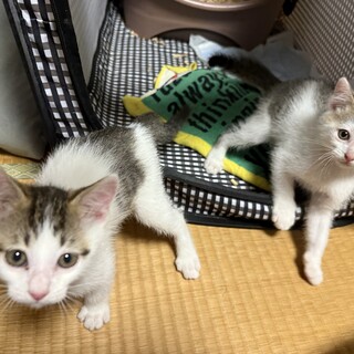 子猫の兄弟(推定生後2.5ヶ月)