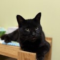 穏やかで優しい黒猫の禄(ろく)ちゃん／エイズ陽性