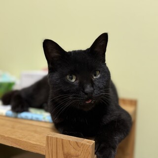 穏やかで優しい黒猫の禄(ろく)ちゃん／エイズ陽性