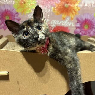 6/28譲渡会参加（松戸）明るく賢いサビちゃん