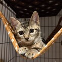 二重投稿されてしまったのでこちらは掲載落とします