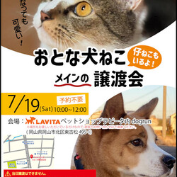 おとな犬ねこメインの譲渡会in ラビータ