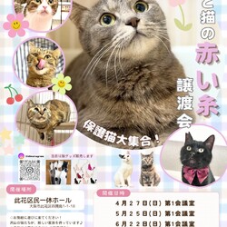 君と猫の赤い糸譲渡会