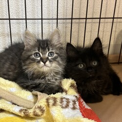 君と猫の赤い糸譲渡会 サムネイル2