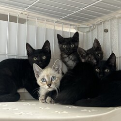 君と猫の赤い糸譲渡会 サムネイル3