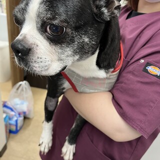 甘えん坊の優しいボストンテリア⭐︎ハナちゃん