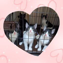 teamしっぽ譲渡会☆大阪府茨木市 サムネイル3