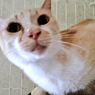 ミルクティー色？よへい♡２歳