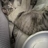 超♡なつっこいキジ白ママ猫♡ サムネイル6