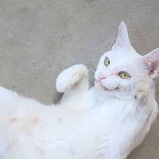 白血病陽性　超甘えん坊のクララちゃん