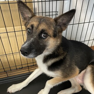 ちょっと緊張しちゃうレオ☆雑種犬