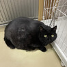 体重14キロでも猫なんです サムネイル2