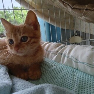 茶トラの可愛い男の子