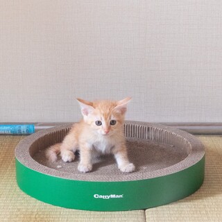 ラテ(旧きつね)ちゃん