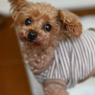 膝の上が特等席♪ 優しい10歳のトイプー・ブンタ