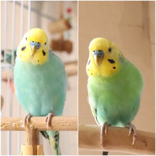セキセイインコ　成長　兄弟2羽