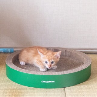 ごてん(旧わかめ)くん