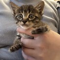 キジトラ　タレ目の可愛い男の子　2ヶ月