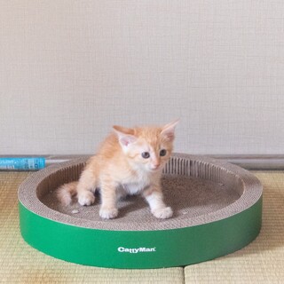 【元気いっぱい6匹兄弟の茶トラ】つきみちゃん