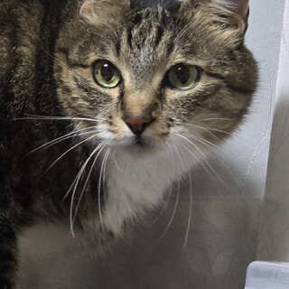 13歳飼い主様ご病気になり家族募集