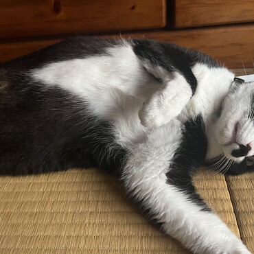 コロ