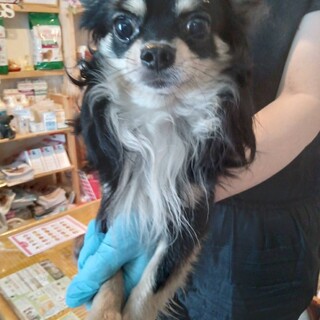 甘えん坊　チワワの男の子6歳　ブラックタン