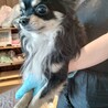 甘えん坊　チワワの男の子6歳　ブラックタン サムネイル2