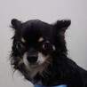甘えん坊　チワワの男の子6歳　ブラックタン サムネイル4