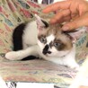 シャム柄＆青い瞳、ちょっとシャイな女の子 サムネイル4