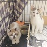 シャム柄＆青い瞳、ちょっとシャイな女の子 サムネイル5