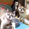 シャム柄＆青い瞳、ちょっとシャイな女の子 サムネイル3